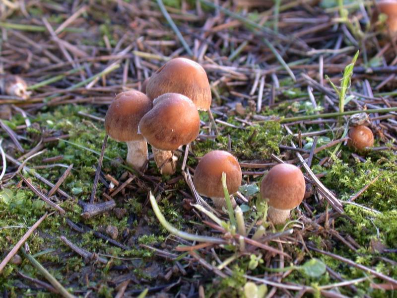 Psathyrella candolleana